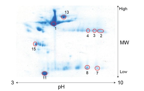 Two-dimensional Electrophoresis Gel Image of  Human Serum Protein  Red Circles: Separated Spots