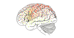 腦功能影像 Brain-Function Imaging